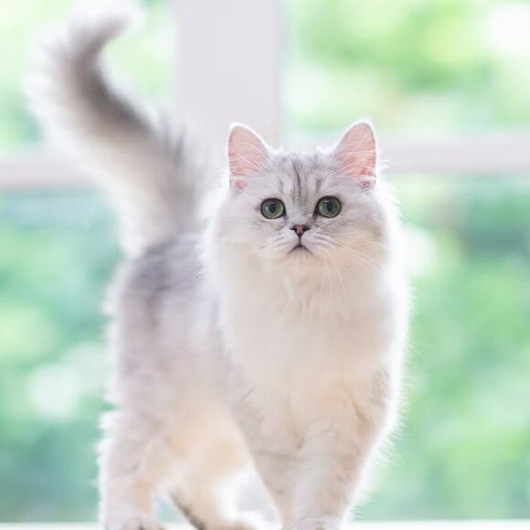 Pepe Foundation - Show 8 - 10/30/2025 - Picture 4 of 7